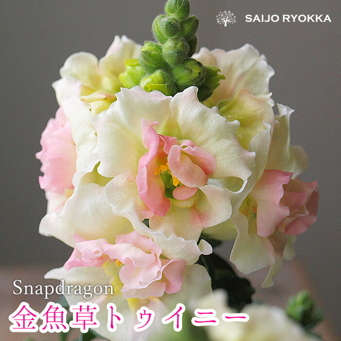 【花苗】キンギョソウ トゥイニー『ローズ』 半八重咲き 矮性【花壇苗】 【花苗】【1年草】【20日は0のつく日でお得】のサムネイル