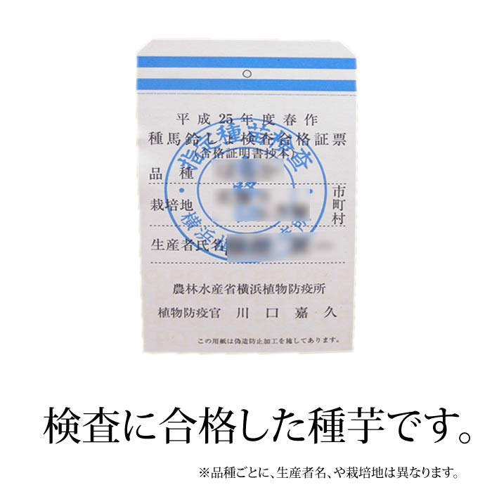 予約秋植え じゃがいも 種芋 ダンシャク 男爵 種芋 ジャガイモの種 約1kg（充填時）【検査合格済】【サイズ混合】【お届けは9月ごろ予定】【0と5のつく日は楽天カードでお得】