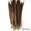送料無料 キジ尾 20本30-35cm