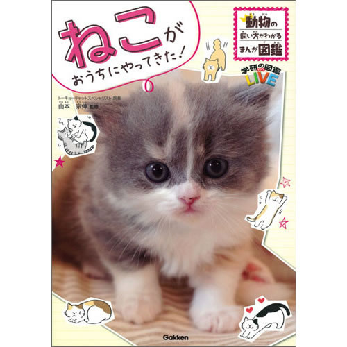 Rakuten - ねこがおうちにやってきた！