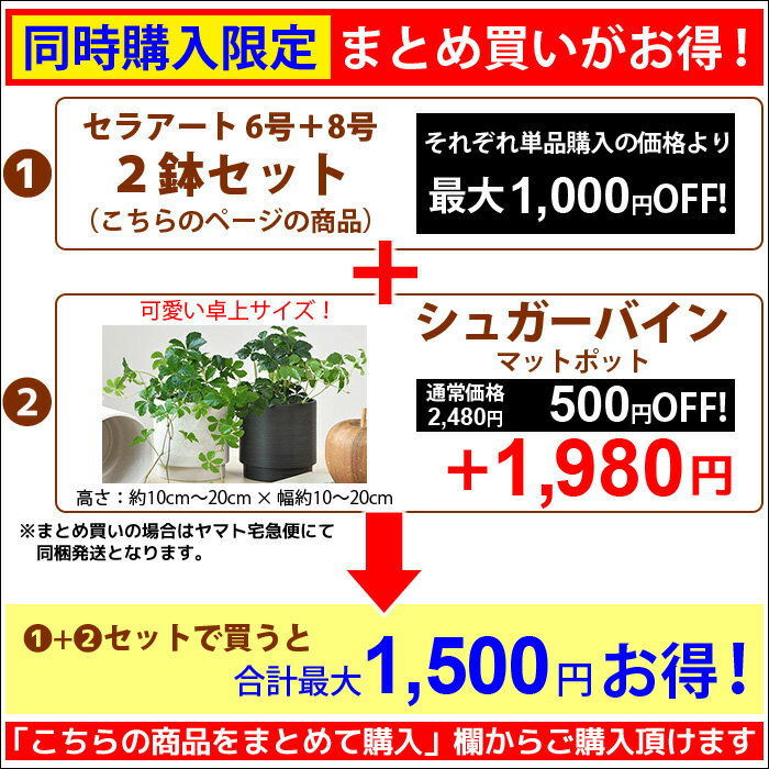 観葉植物 送料無料2鉢セット 8号鉢+6号鉢 セラアート鉢 モンステラ 幸福の木 パキラ ウンベラータ サンスベリア ポトス ガジュマル アレカヤシ シルクジャスミン ブラック ホワイト 大型 インテリア 開店祝い 移転祝い 福袋 おしゃれ 室内 ギフト プレゼント