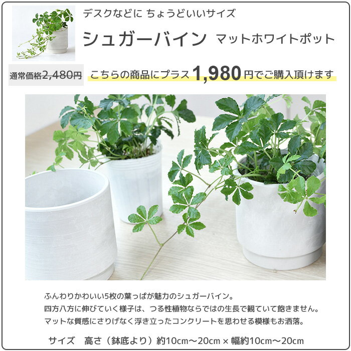 観葉植物 送料無料2鉢セット 8号鉢+6号鉢 セラアート鉢 モンステラ 幸福の木 パキラ ウンベラータ サンスベリア ポトス ガジュマル アレカヤシ シルクジャスミン ブラック ホワイト 大型 インテリア 開店祝い 移転祝い 福袋 おしゃれ 室内 ギフト プレゼント