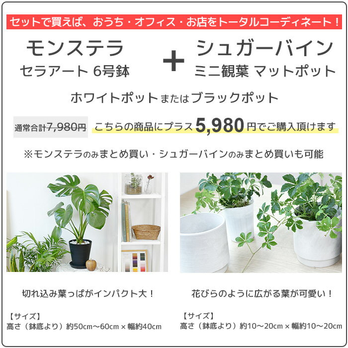 観葉植物の専門店彩植健美『ポトス（オウゴンカズラ）タワー仕立て8号鉢（鉢カバー付）』