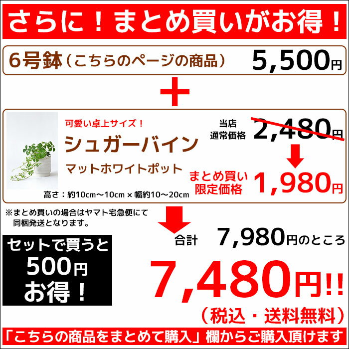 選べる 6号鉢 観葉植物 鉢カバー付き モンステラ サンスベリア ユッカ・エレファンティペス 幸福の木 クルシア・ロゼア ザミオクルカス アレカヤシ アンスリウム 大型 インテリア 開店祝い 移転祝い おしゃれ 花 室内 ギフト プレゼント