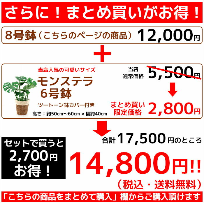 観葉植物 8種類の樹種から選べる 縁起のいい木 8号 鉢カバー付セット 幸福の木 ユッカ ストレリチア・オーガスタ ポトス タワー仕立て ゲッキツ サンスベリア アレカヤシ パキラ インテリア おしゃれ 開店祝い 移転祝い 大型 室内 ギフト プレゼント