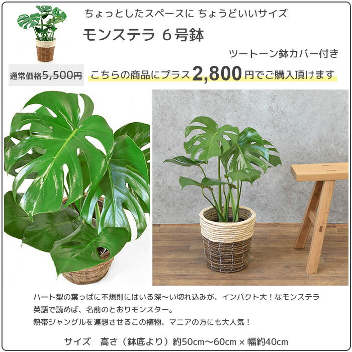 観葉植物 8種類の樹種から選べる 縁起のいい木 8号 鉢カバー付セット 幸福の木 ユッカ ストレリチア・オーガスタ ポトス タワー仕立て ゲッキツ サンスベリア アレカヤシ パキラ インテリア おしゃれ 開店祝い 移転祝い 大型 室内 ギフト プレゼント