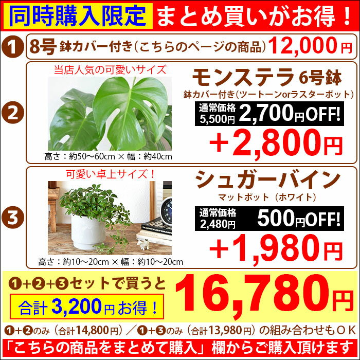 サンスベリア 観葉植物 サンスベリア 8号 2種類から選べる鉢カバー付 インテリア 開店祝い 移転祝い 新築祝い お祝い サンセベリア 大型 観葉植物 ビジネス 開店 オープン 室内 ギフト プレゼント