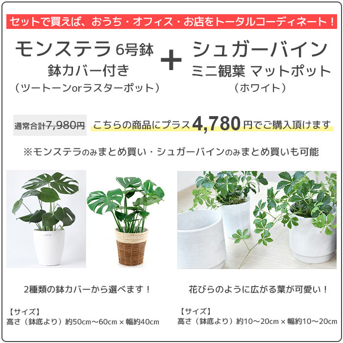 サンスベリア 観葉植物 サンスベリア 8号 2種類から選べる鉢カバー付 インテリア 開店祝い 移転祝い 新築祝い お祝い サンセベリア 大型 観葉植物 ビジネス 開店 オープン 室内 ギフト プレゼント