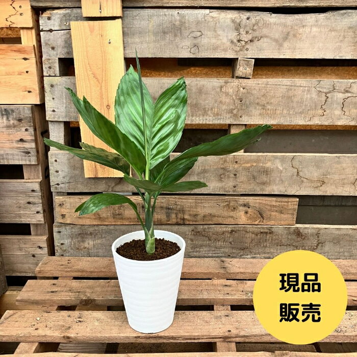 観葉植物 【現品】 希少　テネラヤシ　『チャメドレア　メタリカ』　000876