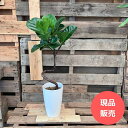 観葉植物  クネクネ　フィカス・リラータ・バンビーノ　新品　001011 母の日