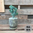 【現品 】希少品種 綴化 ミルチロカクタス 竜神木（リュウジンボク) 新品 現品 001049 母の日