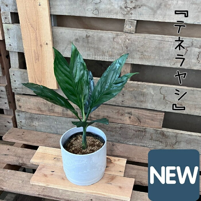 観葉植物 【現品】 希少　テネラヤシ　『チャメドレア　メタリカ』　001063 父の日