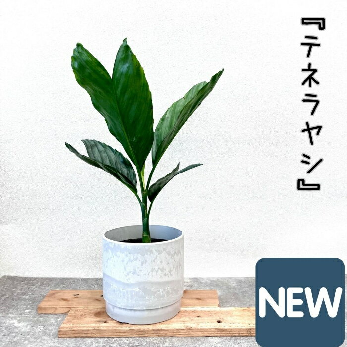 観葉植物 【現品】 希少　テネラヤシ　『チャメドレア　メタリカ』　001066 母の日