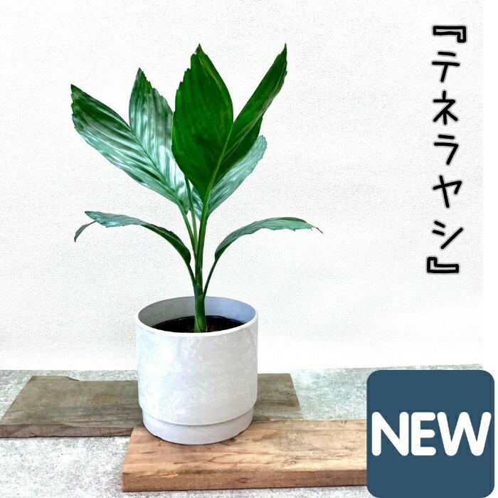 観葉植物 【現品】 希少　テネラヤシ　『チャメドレア　メタリカ』　001096 母の日