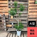 観葉植物  ★大型★　　シェフレラ　コンパクタ　　　新品　001110 花 母の日