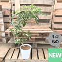 観葉植物 シェフレラ　ミルキー　曲がり樹形　希少　新品　001124