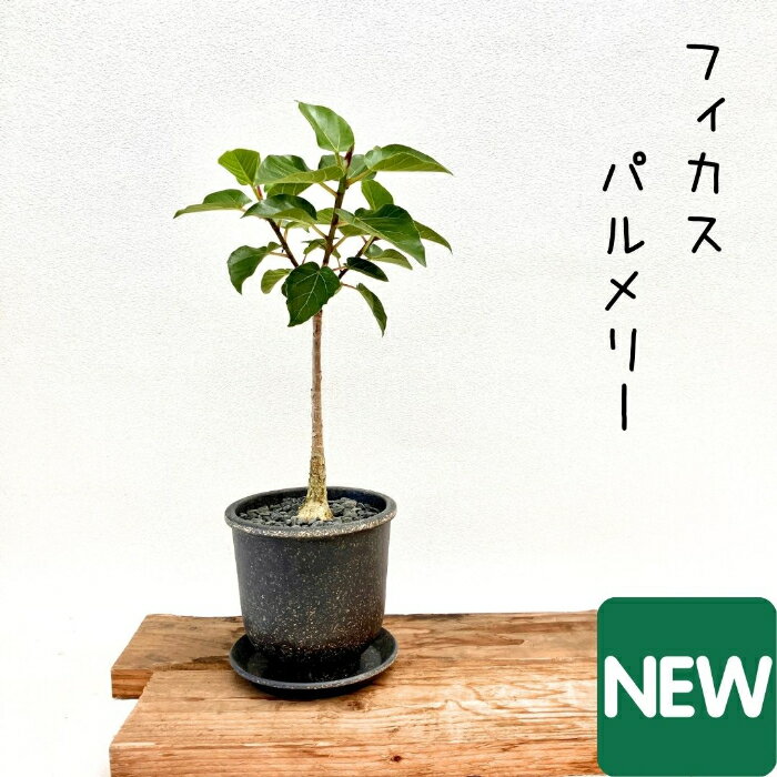 観葉植物 【現品 】フィカス　パルメリー　1点もの　001165 父の日