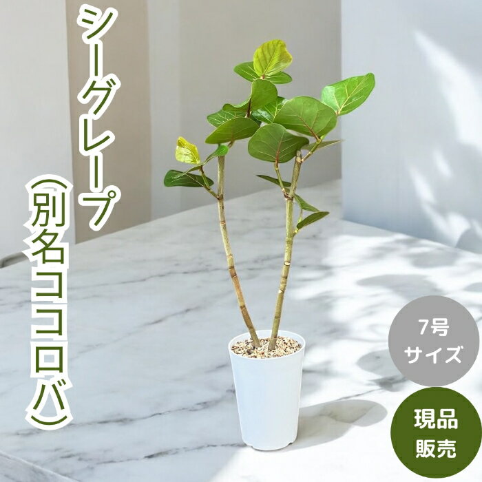 楽天市場】観葉植物(種類(植物)シーグレープ)の通販 楽天市場】観葉植物(種類(植物)シーグレープ)の通販