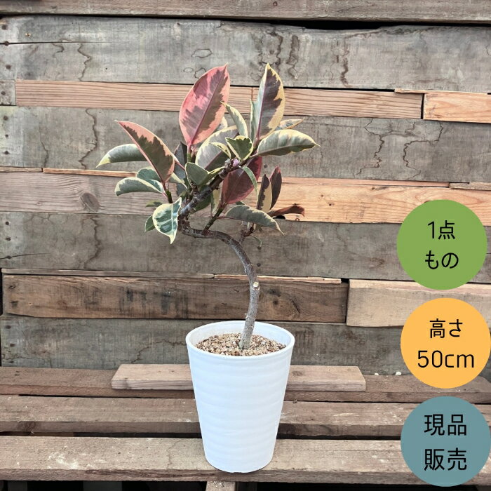 【土日限定3%引クーポン配布中】観葉植物 本物 【現品】くねくね樹形　フィカス ルビー　5号サイズ　　001716 新品