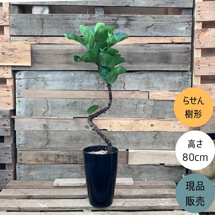 【土日限定3%引クーポン配布中】観葉植物 本物 【現品】 クネクネ　フィカス・リラータ・バンビーノ　新品　001722