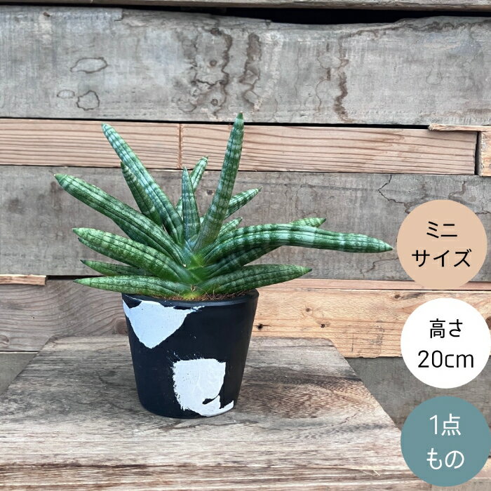 【土日限定3%引クーポン配布中】観葉植物 現品 【新品】 希少　　サンセベリア　ボンセレンシス 【アウトレット】