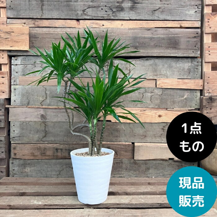 【土日限定3%引クーポン配布中】観葉植物 本物 【現品】 おしゃれ　くねくね　ドラセナ・ナビー　001730