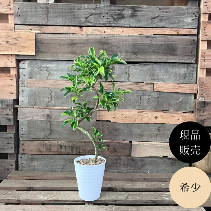 【土日限定3%引クーポン配布中】観葉植物 本物 【現品】 ★らせん樹形★　唯一無二　フィカス　ファグラエア　ベルテオアナ　新品　　001727