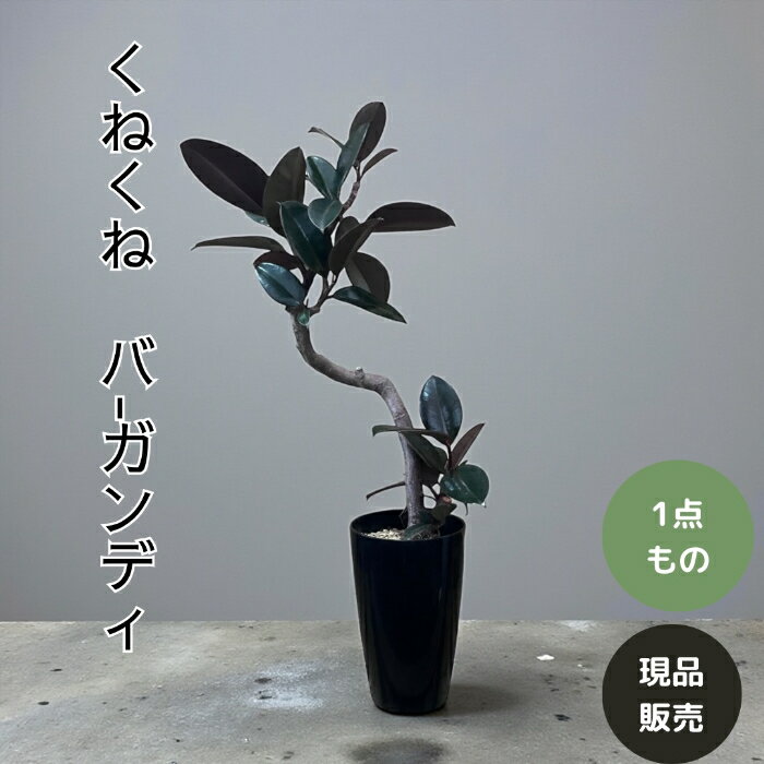 【土日限定3%引クーポン配布中】観葉植物 本物 【現品】くねくね樹形　幹太　フィカス バーガンディ 7号 001736 新品