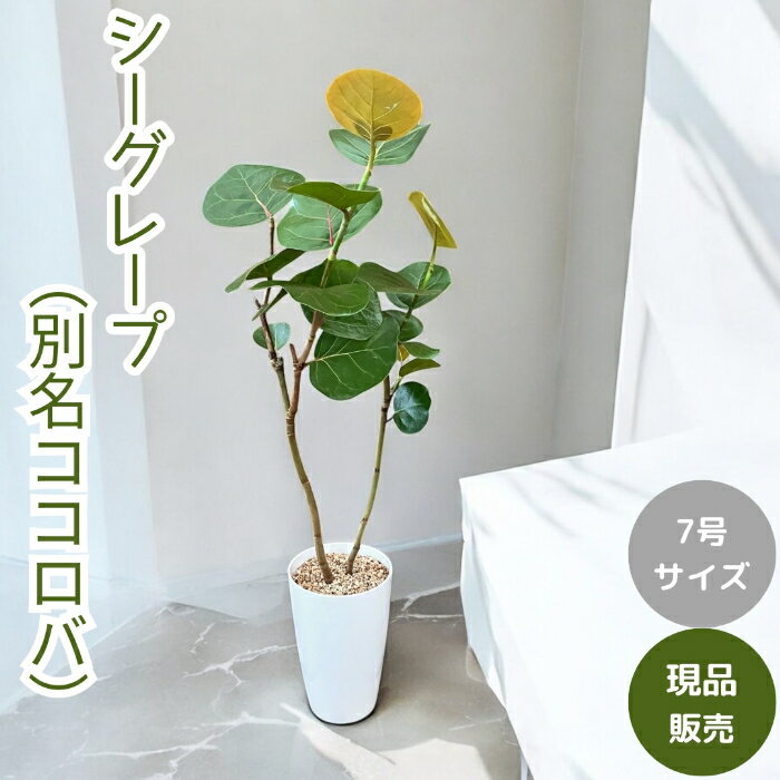 現品 海葡萄 シーグレープ 13番 観葉植物 希少 インテリアグリーン 海葡萄 シーグレープ 曲がり 特大 13番 観葉植物 インテリア