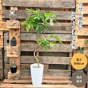 観葉植物 本物 【現品】 ★らせん樹形★ 唯一無二 エバーフレッシュ 新品 001623
