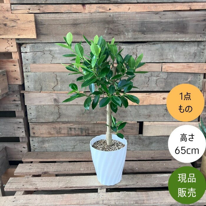 Other - 観葉植物 本物　【現品】 唯一無二の樹形　ガジュマル　6号サイズ 人気商品　001908父の日