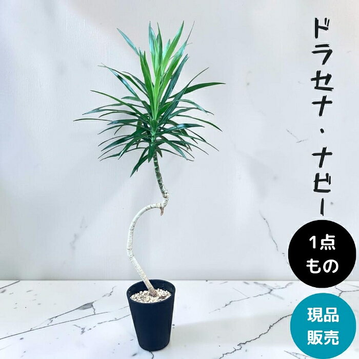 観葉植物 本物 【現品】 おしゃれ　くねくね　ドラセナ・ナビー　001953