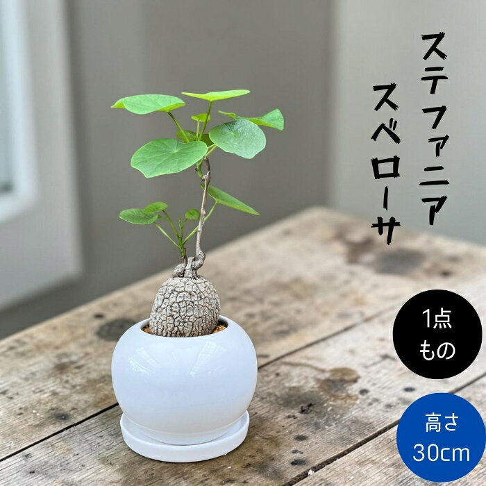 楽天市場】ステファニア ヴェ（花・観葉植物｜花・ガーデン・DIY）の通販