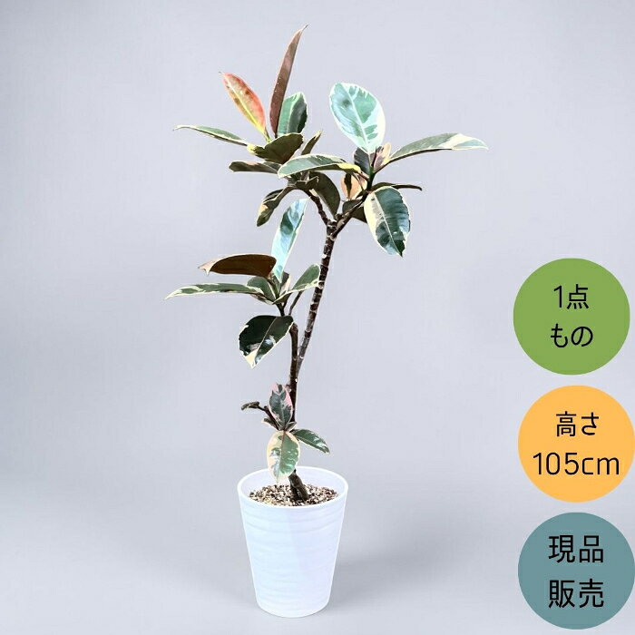 観葉植物 本物 【現品】個性派樹形　フィカス ルビー　7号サイズ　　002004 新品