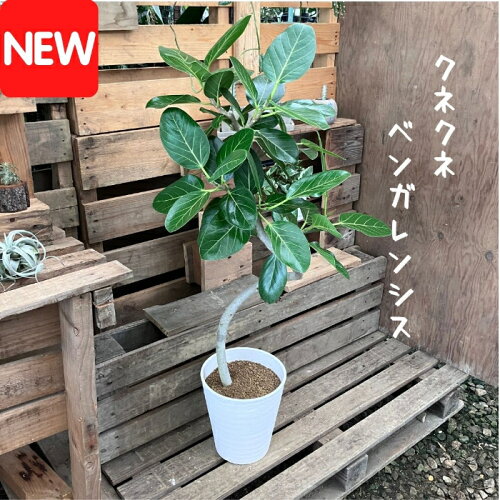 現品販売　新品　画像の商品を送ります観葉植物 現品　クネクネ　ベン...