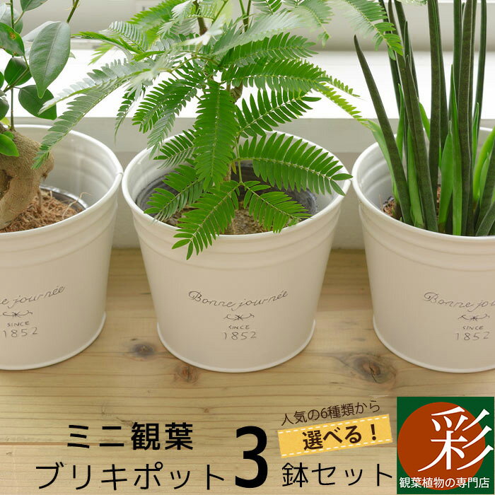 ミニ 観葉植物 選べる かわいいブリキポット3つのセット ガジュマル パキラ エバーフレッシュ ネムノキ サンスベリア シュガーバイン テーブルヤシ インテリア アジアン 誕生日 引越し祝い 新築祝い お祝い おためし 鉢カバー 福袋 小さいのレビュー クチコミ ミニ 観葉植物 選べる かわいいブリキポット3つのセット ガジュマル パキラ エバーフレッシュ ネムノキ サンスベリア シュガーバイン テーブルヤシ インテリア アジアン 誕生日 引越し祝い 新築祝い お祝い おためし 鉢カバー 福袋 小さいのレビュー クチコミ