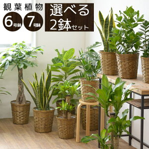 観葉植物 7号+6号 鉢カバー付 セット 大型 おしゃれ インテリア モンステラ 幸福の木 開店祝い 引越し祝い 新築祝い お祝い おためし 福袋 ユッカ パキラ サンスベリア アジアン ポトス ミニ 父の日 送料無料