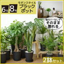 送料無料 観葉植物 セット 8号+6号 セラアート鉢 大型 インテリア モンステラ 幸福の木 開店祝い 引越し祝い 新築祝い お祝い 福袋 ユッカ パキラ ウンベラータ サンスベリア アジアン ポトス ミニ おしゃれ ガジュマル ドラセナシルクジャスミン