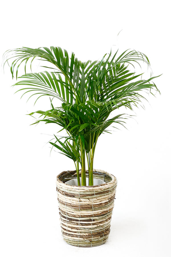 アレカヤシの育て方 植物ノート