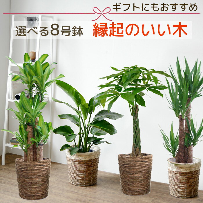 観葉植物 幸福の木 ユッカ 青年の木 ストレリチア オーガスタ 感謝の木 パキラ 発財の木 8号 選べる 鉢カバー付セット インテリア おしゃれ 開店祝い 大型 花のおすすめ わたしと 暮らし