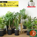 観葉植物 送料無料2鉢セット 8号鉢+6号鉢 セラアート鉢 モンステラ 幸福の木 パキラ ウンベラータ サンスベリア ポトス ガジュマル ドラセナ レモンライム シルクジャスミン ベンジャミン ブラック ホワイト セラート鉢 大型 インテリア 開店祝い 福袋 おしゃれ