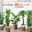 観葉植物 5種類の樹種から選べる 8号 鉢カバー付セット 幸福の木 ストレリチア・オーガスタ パキラ ポトス タワー仕立て ゲッキツ インテリア おしゃれ 開店祝い 大型
