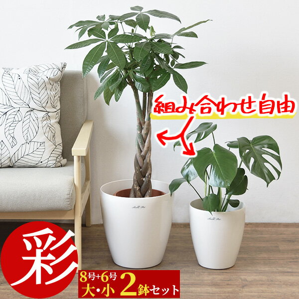 観葉植物 8号+6号 2鉢セット 鉢カバ