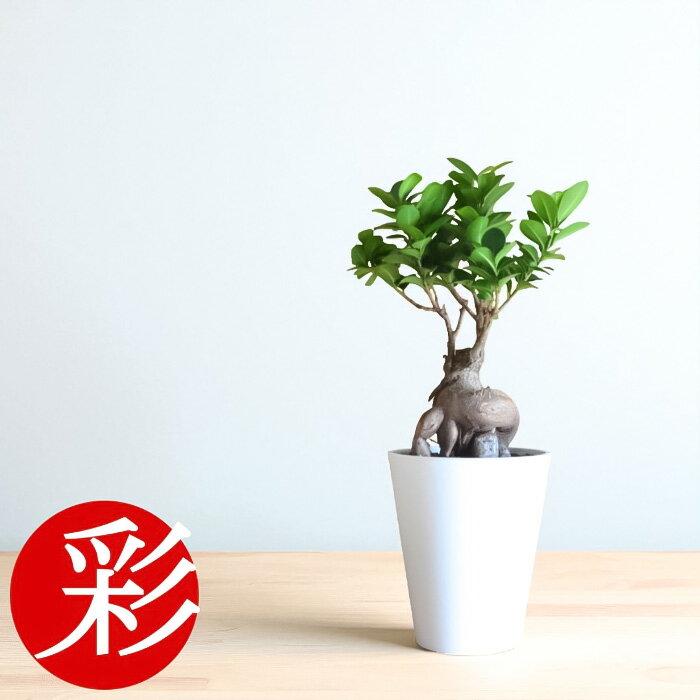 観葉植物 本物 ガジュマル接木セラアート鉢 5号鉢 インテリア 開店祝い 移転祝い アジアン おしゃれ 引越し祝い ブラック ホワイト セラート鉢 室内 オフィス ギフト プレゼント