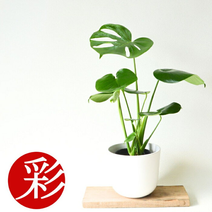 楽天市場】モンステラ 4号の通販