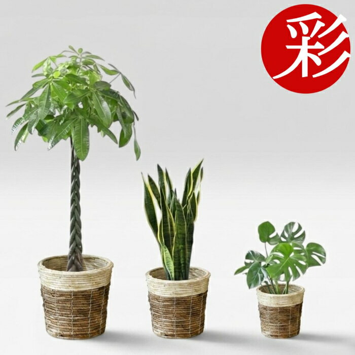 置くだけでプロ仕様！観葉植物3種セ...