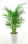 ボリュームいっぱいトロピカル、アレカヤシ8号鉢【観葉植物】【インテリア】 観葉植物 開店祝い 新築祝い お祝い 大型 父の日
