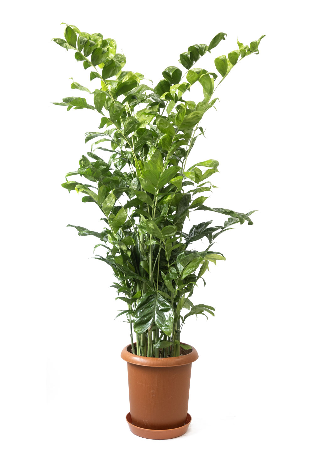 観葉植物 高性 チャメドレア 10号鉢 大型 インテリア アジアン 観葉植物のレビュー クチコミとして参考になる投稿1枚 Roomclip ルームクリップ 観葉植物 高性 チャメドレア 10号鉢 大型 インテリア アジアン 観葉植物のレビュー クチコミとして参考になる投稿1枚 Roomclip ルームクリップ