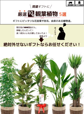 観葉植物 5種類の樹種から選べる 10号 鉢カバー付セット 幸福の木 ストレリチア・オーガスタ ユッカ・エレファンティペス ホンコンカポック フィカスロブスター インテリア おしゃれ 開店祝い 大型 ゴムの木