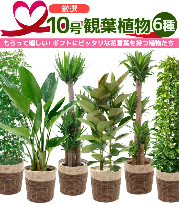 観葉植物 7種類の樹種から選べる 10号 鉢カバー付セット 幸福の木 ストレリチア・オーガスタ ユッカ・エレファンティペス ホンコンカポック フィカスロブスター ポトスタワー仕立て パキラ インテリア おしゃれ 開店祝い 移転祝い 大型 ゴムの木 室内 ギフト プレゼント